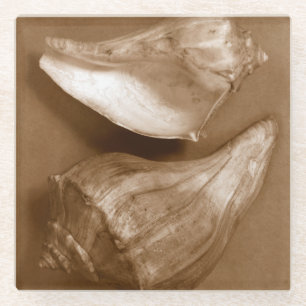 Sensual Shells Glass Coaster