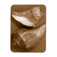Sensual Shells