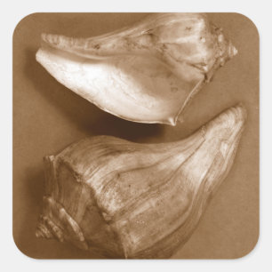 Sensual Shells Square Sticker