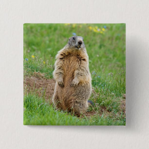 Sentinel marmot 15 cm square badge