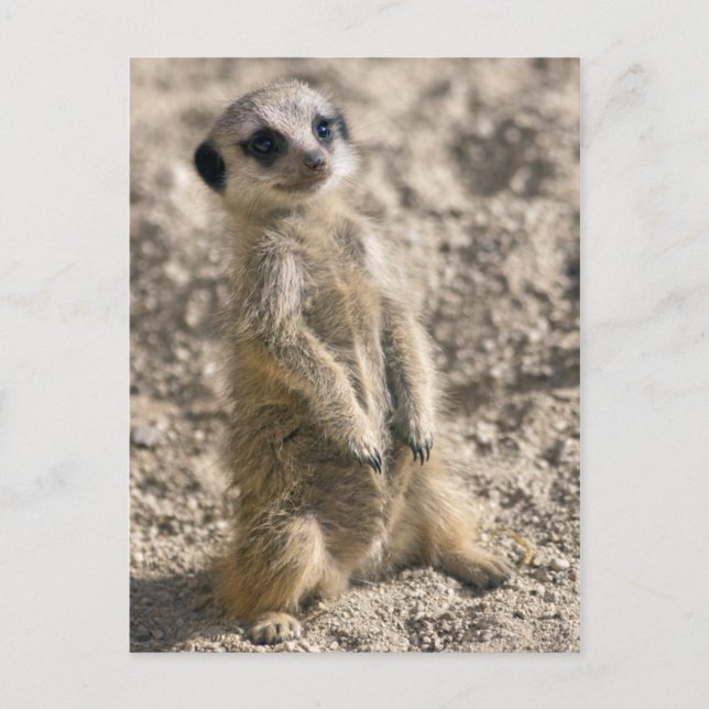 Sentry-in-Training Postcard (Front)