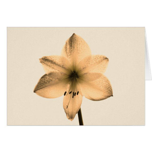 sepia amaryllis (Front Horizontal)