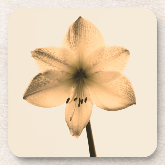 sepia amaryllis coaster (Front)