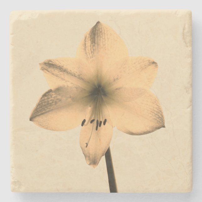 sepia amaryllis stone coaster (Front)