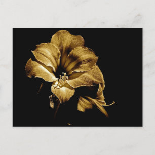 SEPIA AMARYLLIS WITH BLACK BACKGROUND POSTCARD