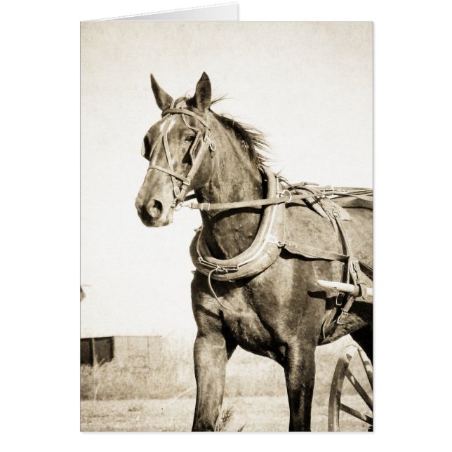Sepia Amish Horse And Buggy (Front)