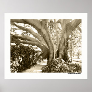 Sepia Big Tree Photography California LA Poster