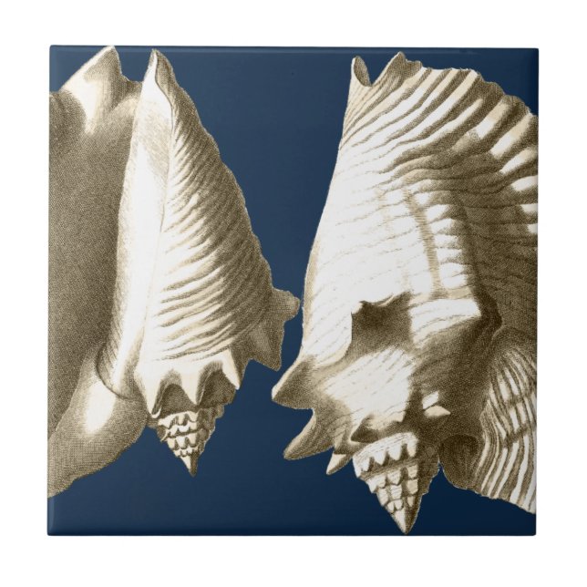 Sepia Conch Seashells Ceramic Tile (Front)