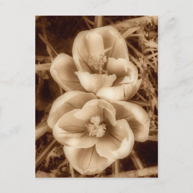 Sepia crocuses postcard (Front)