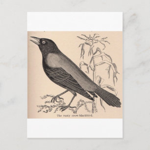 Sepia Crow Postcard