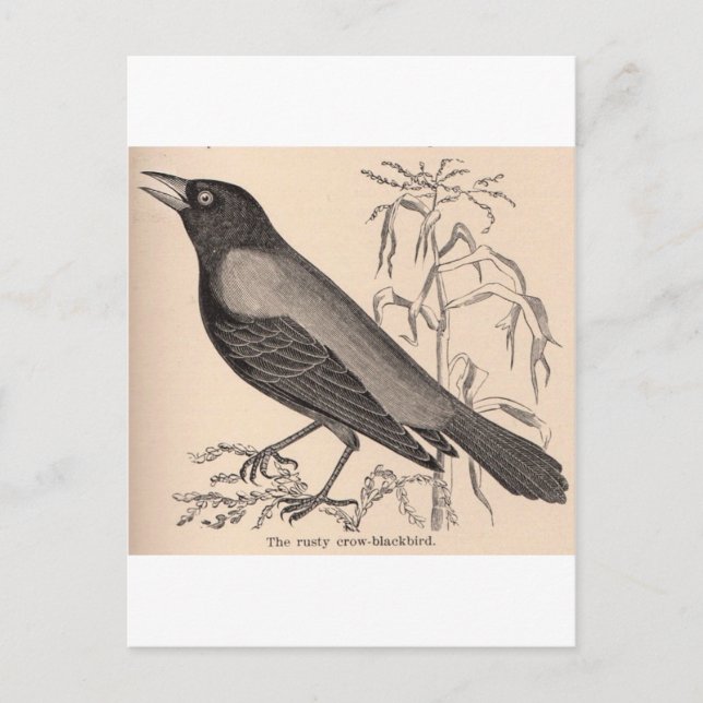 Sepia Crow Postcard (Front)