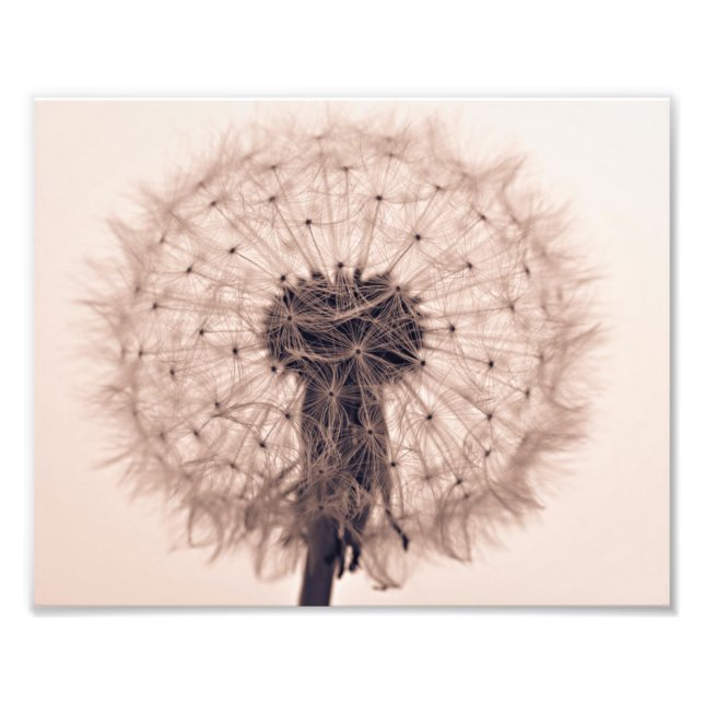 Sepia Dandelion Blow Ball Plant Photo Print (Front)