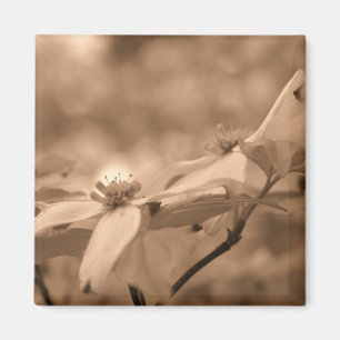 Sepia Dogwood Flower Photography Magnet