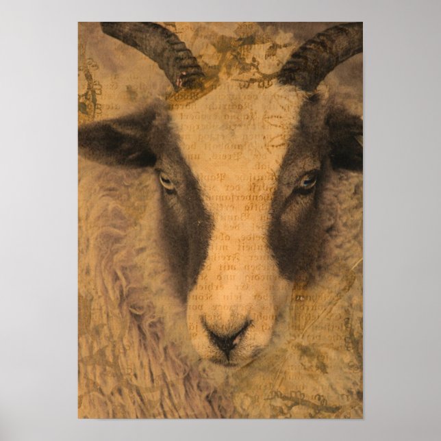 Sepia Ewe  Poster (Front)