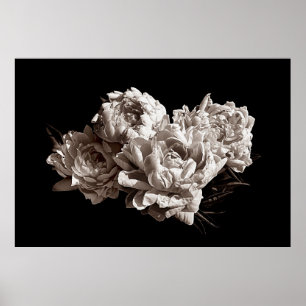 Sepia Flower Photography of Four Peonies Poster