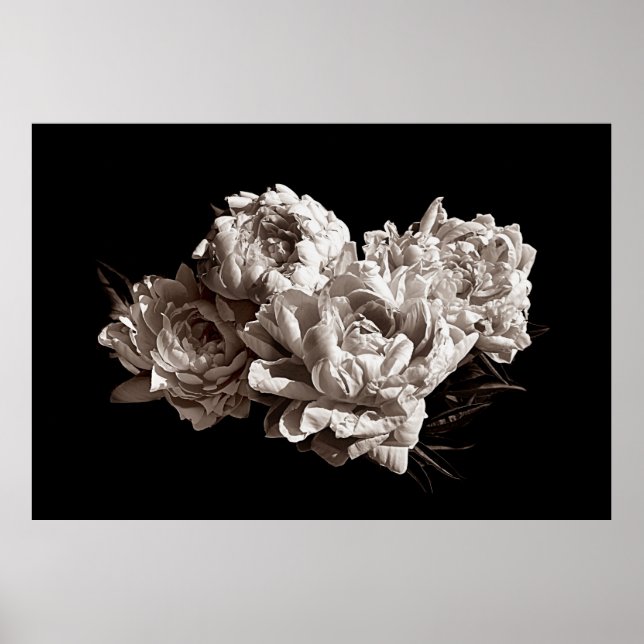 Sepia Flower Photography of Four Peonies Poster (Front)