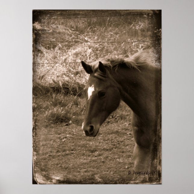 Sepia Grunge Horse Poster (Front)