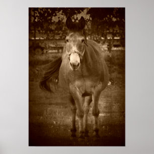 Sepia Hello There Poster