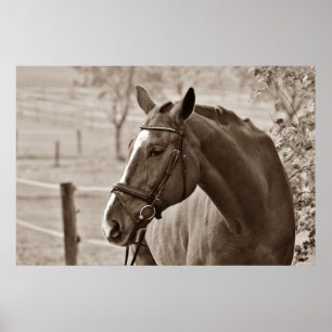 Sepia Horse - Animal Photography Artwork Poster