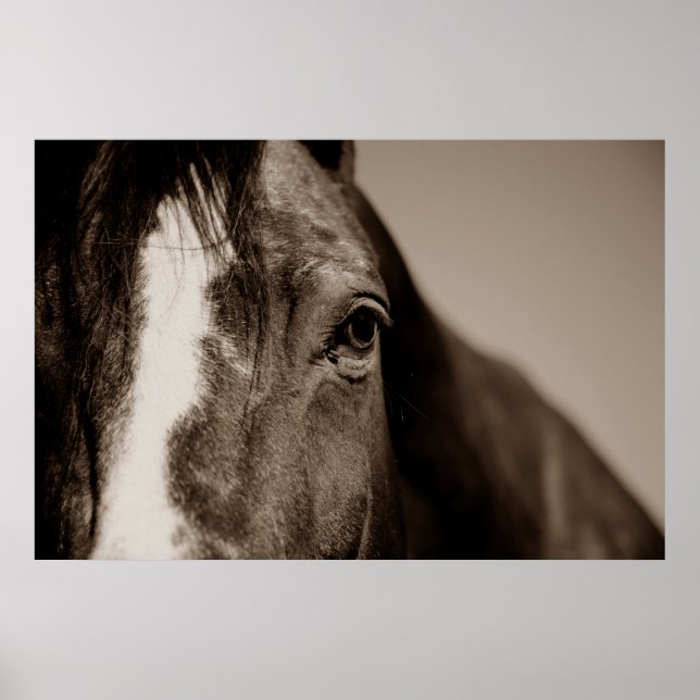 Sepia Horse Photography Artwork Poster (Front)