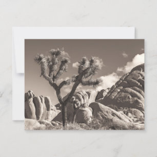 Sepia Joshua Trees Landscape with Rocks Postcard
