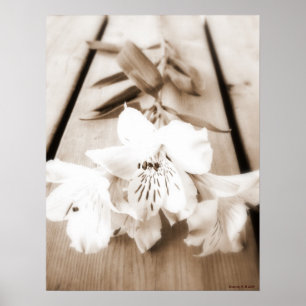 Sepia Lily Poster