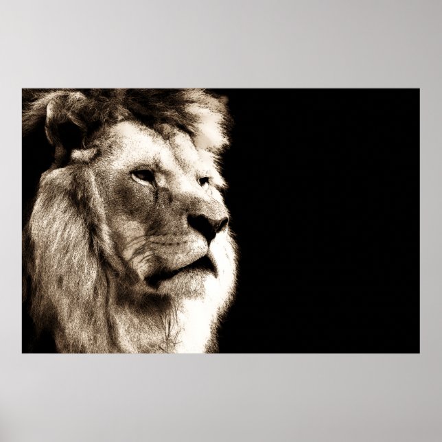 Sepia Lion Animal Photography Artwork Poster (Front)