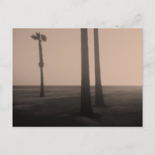 Sepia Palm Trees Fine Art Photograph  Postcard