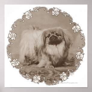 Sepia Pekingese Portrait Poster