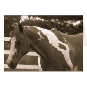 Sepia Pinto Mare