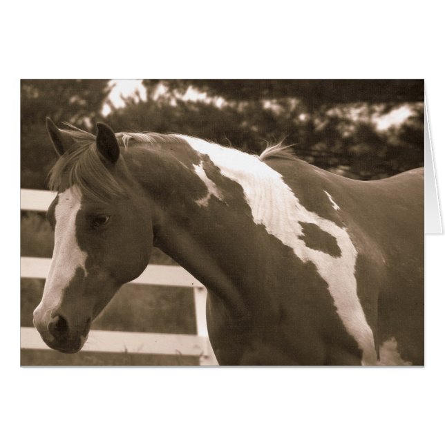 Sepia Pinto Mare (Front Horizontal)