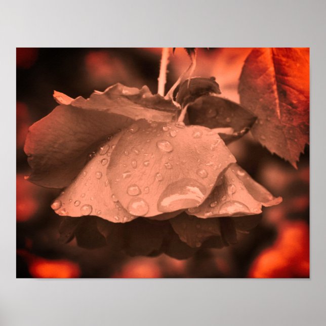 Sepia Rose And Raindrops Colour Tint Poster (Front)