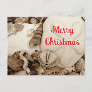 Sepia Sand Dollar Christmas Holiday Postcard