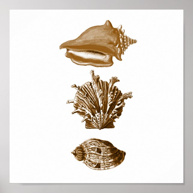 Sepia SeaLife Group12A Print #8 Seashells (Front)