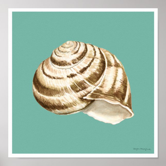 Sepia Striped Shell on Teal Poster (Front)