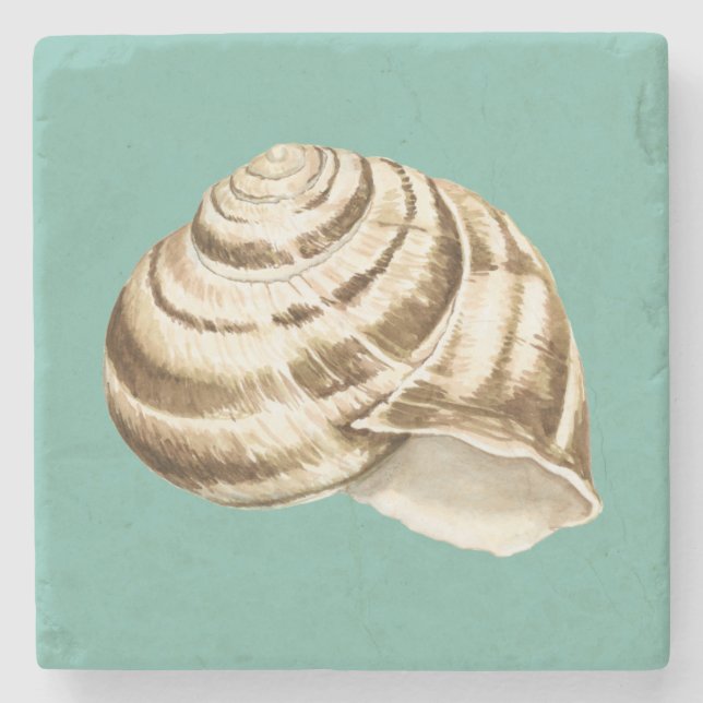 Sepia Striped Shell on Teal Stone Coaster (Front)