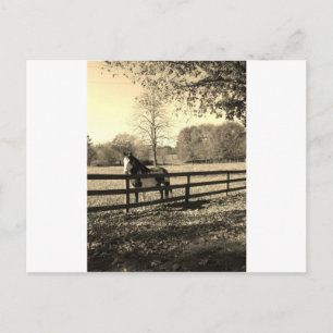 Sepia Tone  Photo of  black and white Horse Postcard