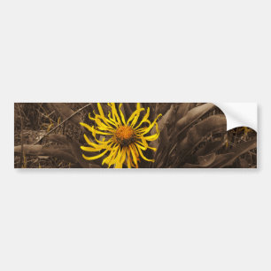 Sepia tone Yellow wildflowers Bumper Sticker