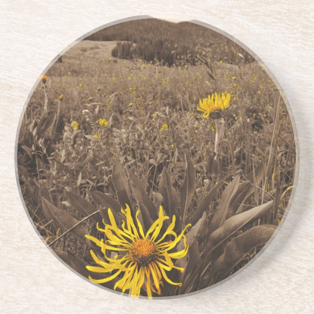 Sepia tone Yellow wildflowers Coaster (Front)