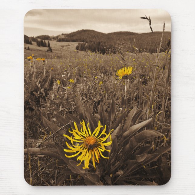 Sepia tone Yellow wildflowers Mouse Pad (Front)