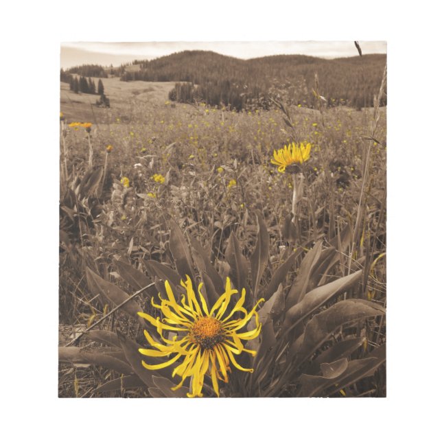Sepia tone Yellow wildflowers Notepad (Front)