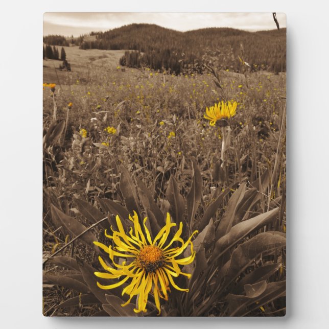 Sepia tone Yellow wildflowers Plaque (Front)