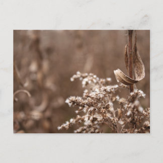 Sepia Tones Postcard