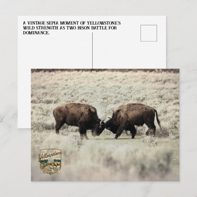 Sepia Yellowstone Bison Fight Postcard (Front/Back)