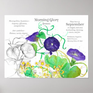 September Birth Flower Language of Flowers  Poster