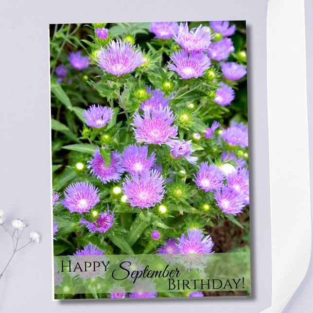September Birth Flower Purple Stoker Asters Card (Creator Uploaded)