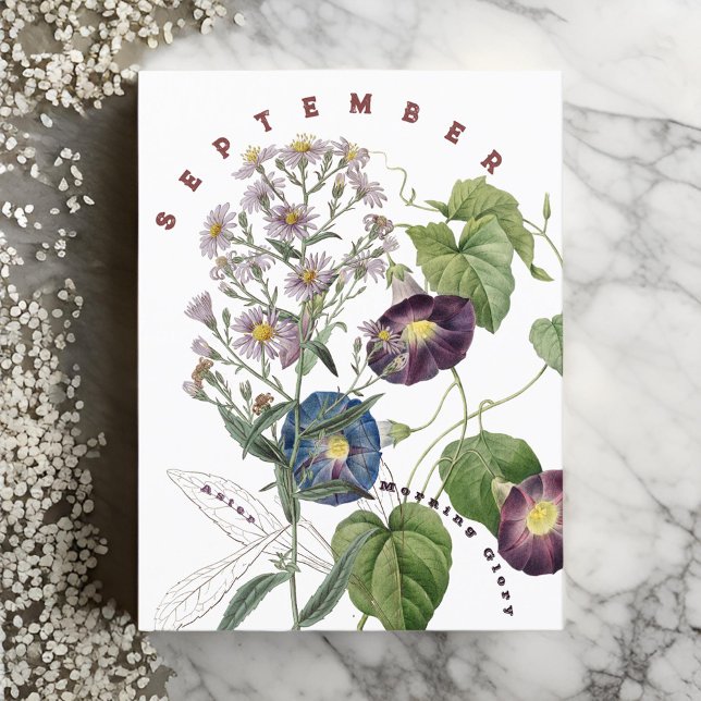 September Month Flowers Aster & Morning Glory | Postcard (Creator Uploaded)