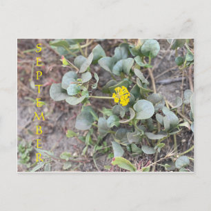 SEPTEMBER POSTCARD