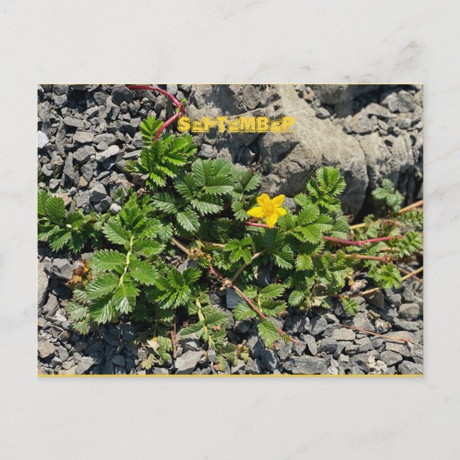 SEPTEMBER POSTCARD (Front)