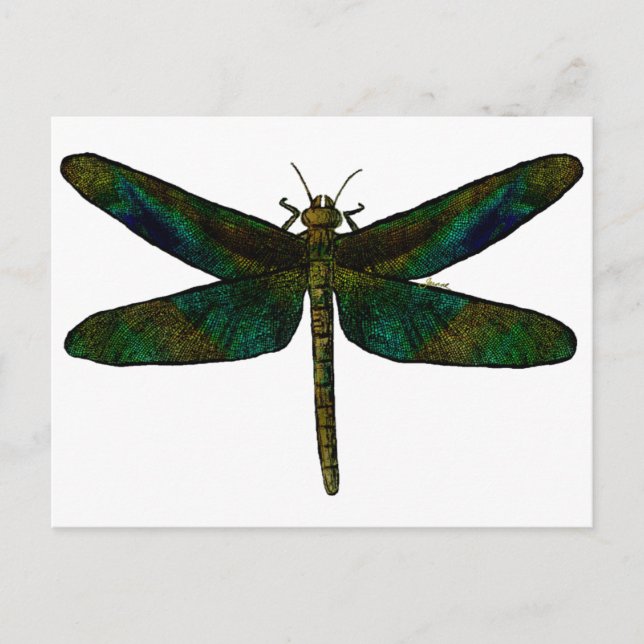 September Wing Postcard (Front)